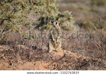 A cute meerkat is sitting in the desert of Oudtshoorn behind a big green tree, South Africa
