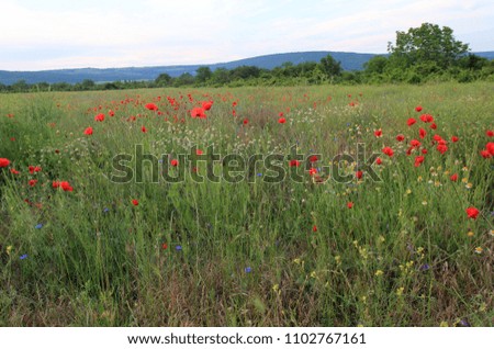 Field with poppies in the evening