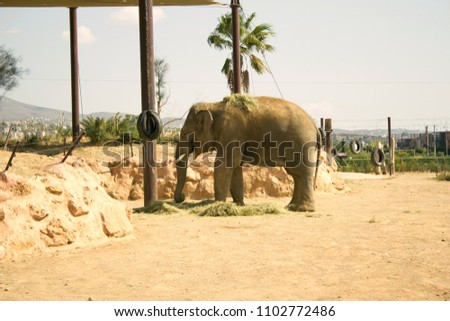 Asian elephant, Elephas Maximus