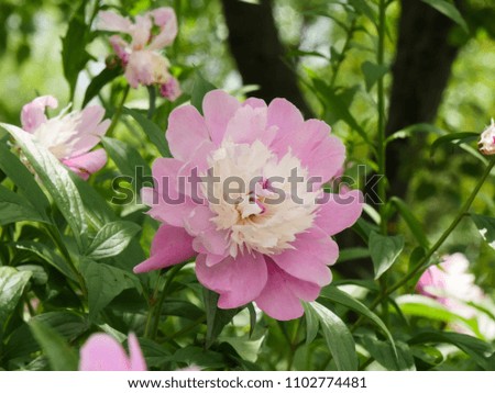 Pink Peony Floral in south korea
