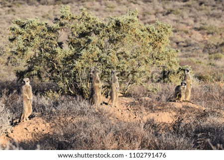  Cute meerkats are standing in the desert of Oudtshoorn behind a big green tree, South Africa