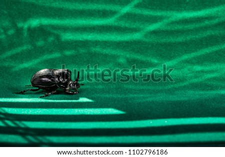European rhinoceros beetle (Oryctes nasicornis) on a green background.