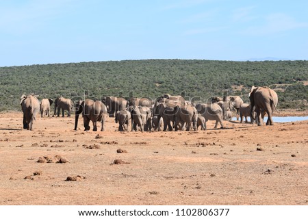 A large herd of elephants at a waterhole drinking water on a sunny day in Addo Elephant Park in Colchester, South Africa 