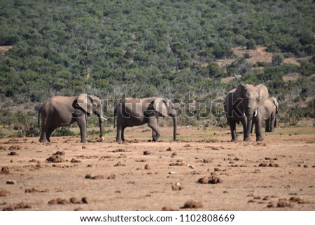 Beautiful grey big elephants in Addo Elephant Park in Colchester, South Africa