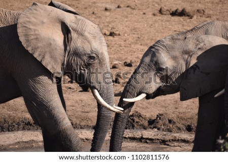 Closeup of an elephant couple in Addo Elephant Park in Colchester, South Africa