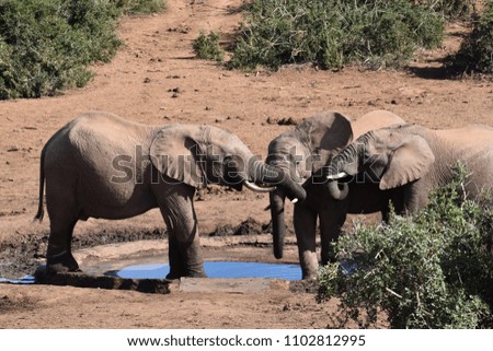 Closeup of an elephant family standing on a waterhole in Addo Elephant Park in Colchester, South Africa