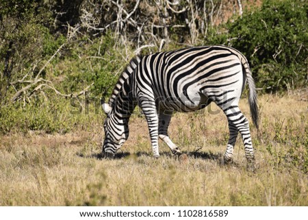 A beautiful zebra on a meadow in Addo Elephant Park in Colchester, South Africa