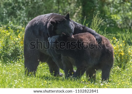 Ursus americanus, american black bear cub and mother playing on the grass 
