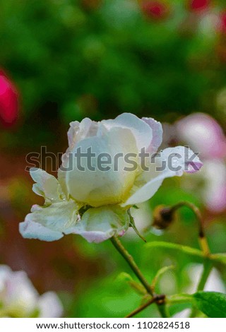 Rose garden on rainy day
