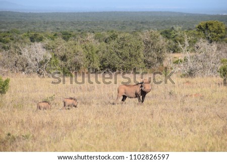 A brown warthog family on a meadow in Addo Elephant Park in Colchester, South Africa
