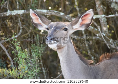 Closeup of a female Kudu in Addo Elephant Park in Colchester, South Africa