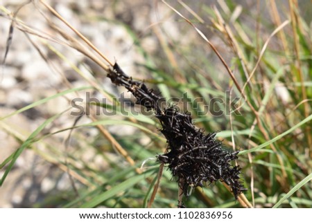 Closeup of many black grasshoppers on a blade of grass