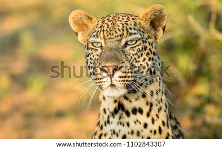A male leopard watching carefully as a hyena sneaks past him.