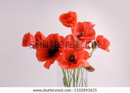bouquet of red poppies in a glass vase on a light background