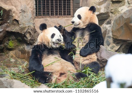 Giant twin pandas feel happy and eating their bamboos in the winter seasoning and snowy.