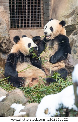 Giant twin pandas feel happy and eating their bamboos in the winter seasoning and snowy.