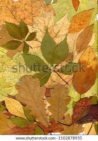 Autumn leaves of different trees and shrubs. Oak, maple, birch, aspen leaves. Fall background. Close-up photo.