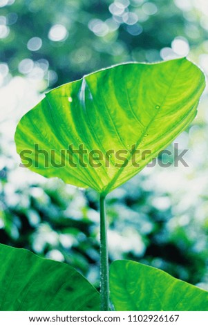 Elephants ears leaf in the forest. In raining day is so wet and drop of water. Select focus 