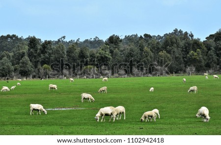 Sheep farming.Western Australia