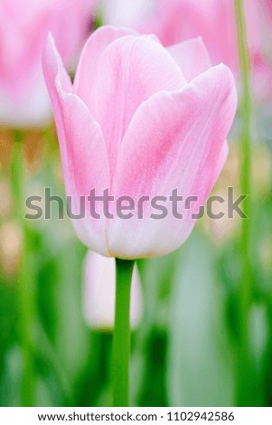 One of the first signs of spring is the flowers blooming. Pink Tulips with pink flowers blur background are one of the most beautiful flowers in the garden.