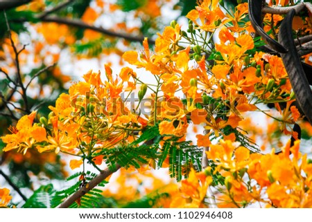 Soft Beauty of the flame tree or peacock flowers with Orange bouquet in morning beautiful nature fresh flower background, Royal Poinciana blooming in the garden Thailand.Selective Focus.Vivid Style.