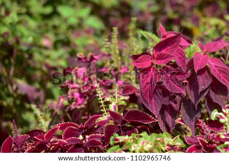 Coleus or solenostemon scutellarioides red foliage plant