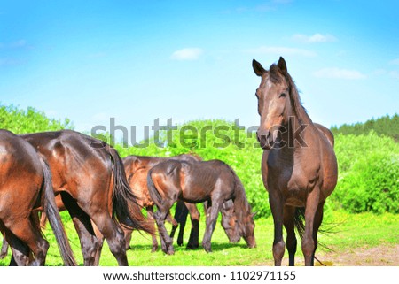 A herd of horses grazes in a clearing