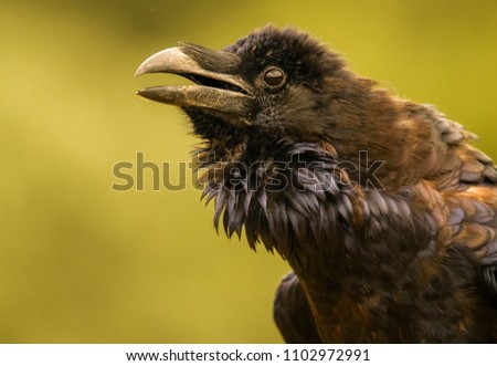 Raven (Corvus corax) portrait
