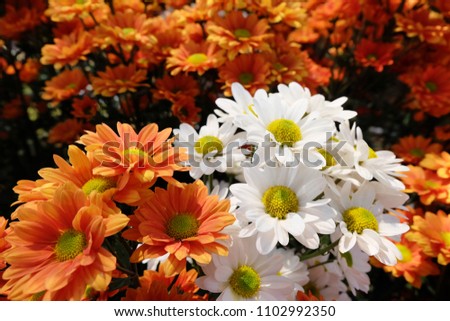 Orange and white chrysanthemum flowers are blooming in garden.