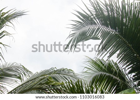 Leaves of coconut trees are bright green.