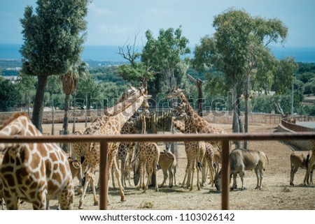 Giraffe in Fasano apulia safari zoo Italy