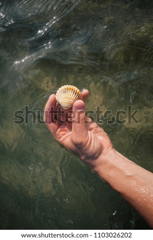Seashells in the hands, adriatic sea Italia coast apulia