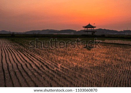 Evening sunset Silhouette sky landscape paddy  Korea
