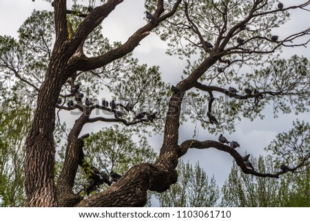 The branchy tree with young leaves and a group of pigeons birds