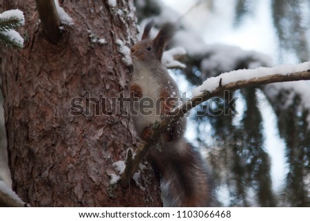 squirrel in winter suit