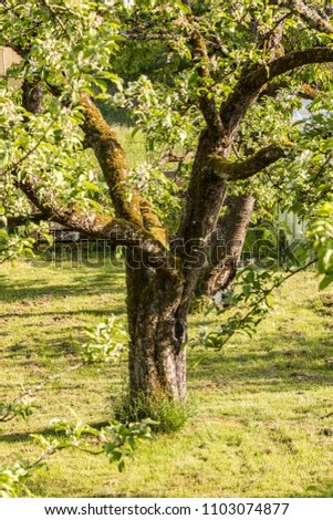 Big old apple tree in the middle of the green garden Royalty-Free Stock Photo #1103074877