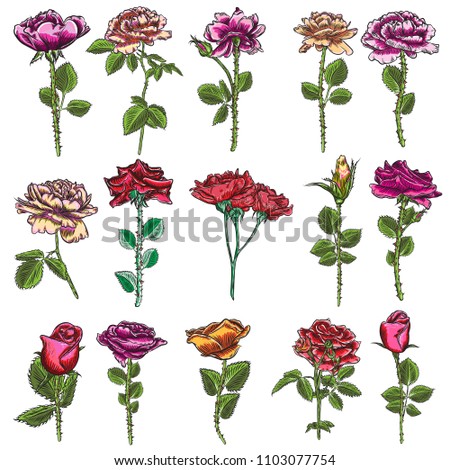Beautiful red roses and leaves stems set. Floral arrangement bouquet collection for design greeting card and invitation wedding, birthday, Valentine's Day, mother's day and other holiday. Vector.