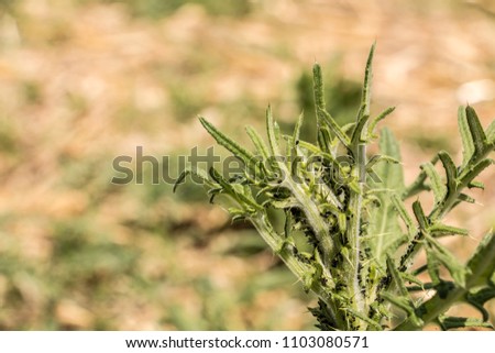 Thistle on the field with a lot of plant lice