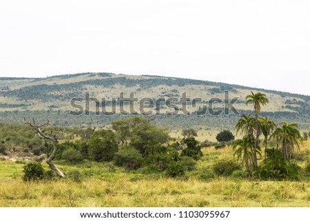 Landscape with palm tree in savanna. Kenya, Africa