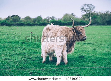 Cow in the field 
