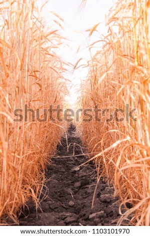 Wheat photographed from ground level between rows. The path goes into the distance in the wheat field. Tunnel between rows of wheat