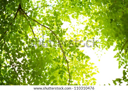 Green forest with sunlight Royalty-Free Stock Photo #110310476