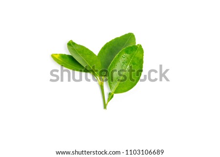 fresh green lemon leaves isolated on white background.lime leaf and green herbs Thailand.Food plants.