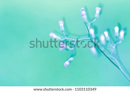 Blurred grass flowers with pastel background.