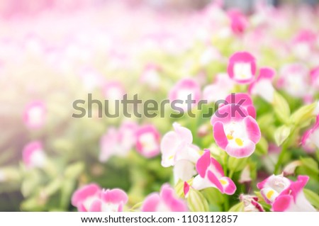 white pink flower in garden for presentation in valentine day and happy day. Sun shine pink color. For boyfriend and girl friend. Picture for interior design