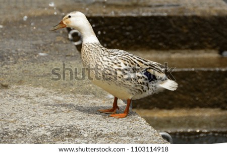 White albino mallard duck by the water. Soft focus, bokeh effect and blur in background. Duck in middle of picture