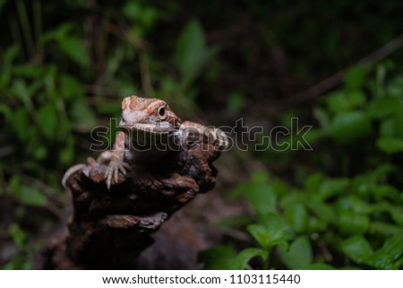 Pogona or also known as bearded dragon stays on cork woods with green nature background at night. Selective focus.