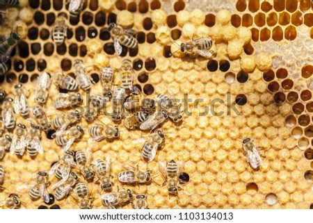 bee in honeycomb, close up