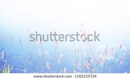  little grass flower by the river,blurry background