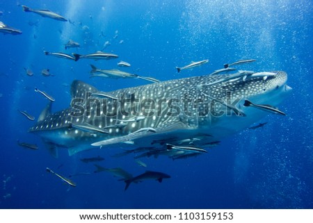 whale shark in ocean